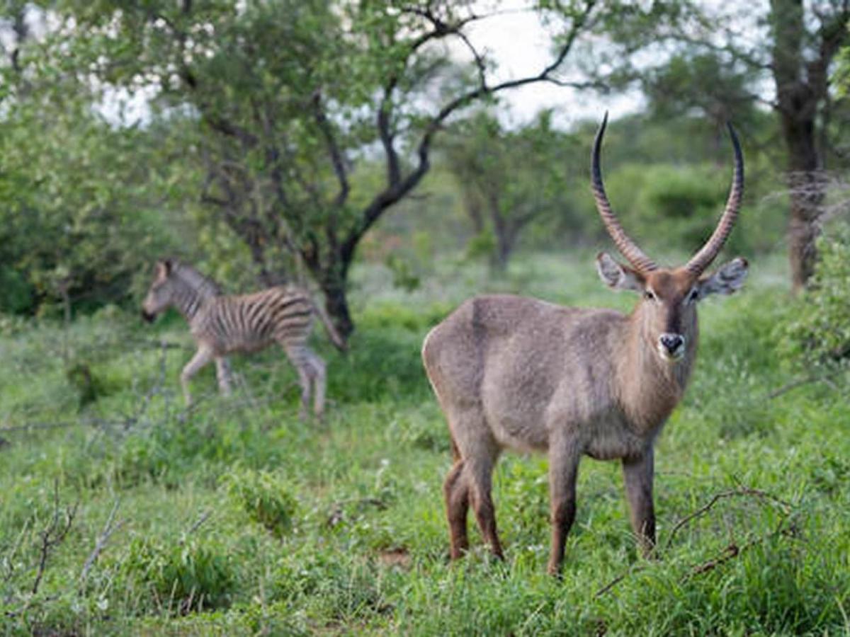 Ujabule Lodge Hoedspruit Zewnętrze zdjęcie