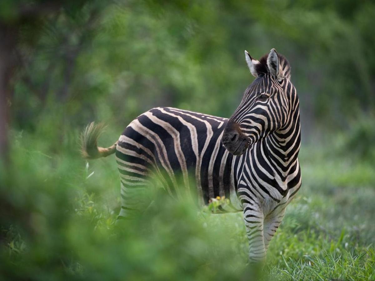 Ujabule Lodge Hoedspruit Zewnętrze zdjęcie